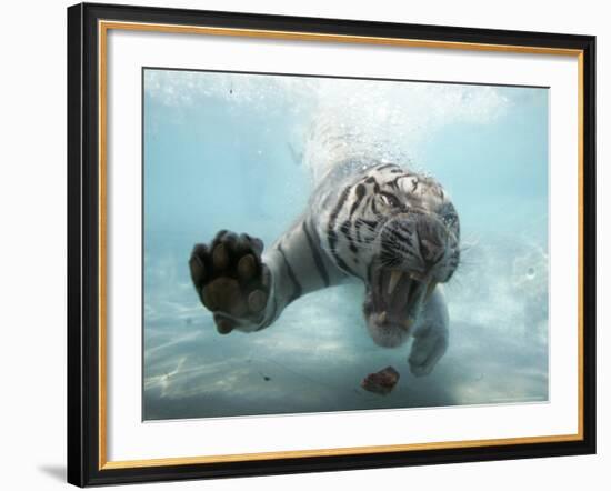 Odin the Tiger, Vallejo, California-Eric Risberg-Framed Photographic Print