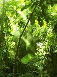 Tropical Forest, Trees In Sunlight And Rain-odmeyer-Photographic Print