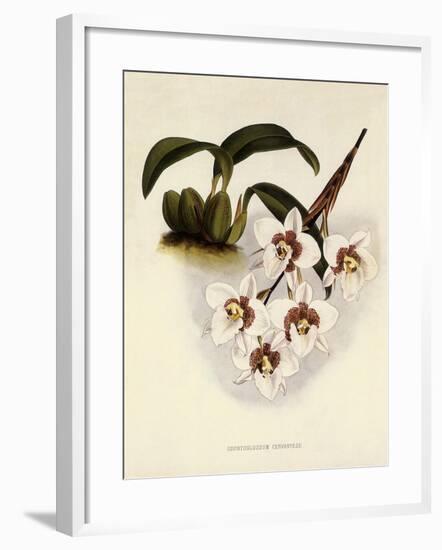 Odontoglossum Cervantesii-John Nugent Fitch-Framed Giclee Print