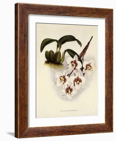 Odontoglossum Cervantesii-John Nugent Fitch-Framed Giclee Print