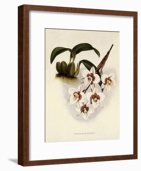 Odontoglossum Cervantesii-John Nugent Fitch-Framed Giclee Print