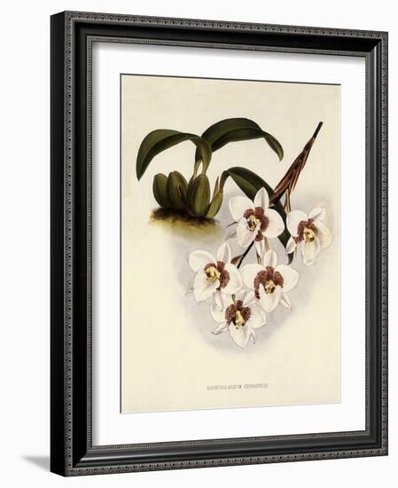 Odontoglossum Cervantesii-John Nugent Fitch-Framed Giclee Print