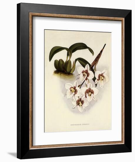 Odontoglossum Cervantesii-John Nugent Fitch-Framed Giclee Print