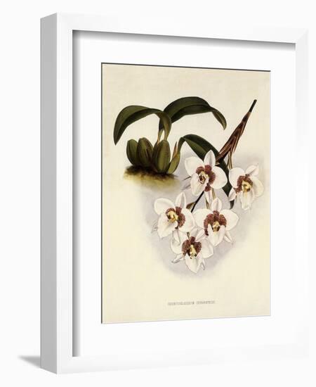 Odontoglossum Cervantesii-John Nugent Fitch-Framed Giclee Print