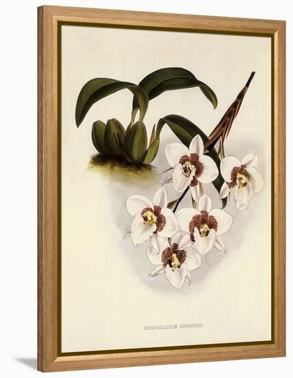 Odontoglossum Cervantesii-John Nugent Fitch-Framed Premier Image Canvas