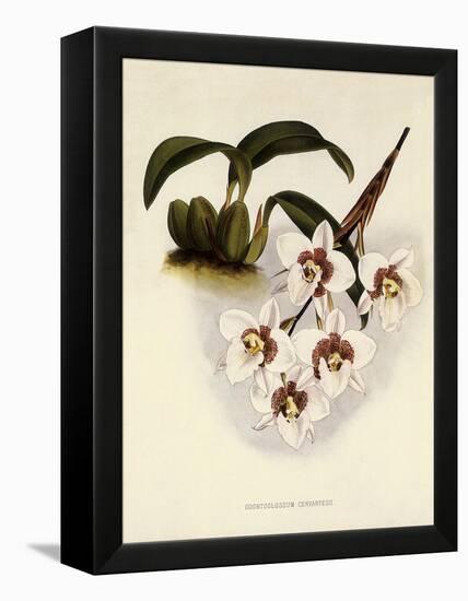 Odontoglossum Cervantesii-John Nugent Fitch-Framed Premier Image Canvas