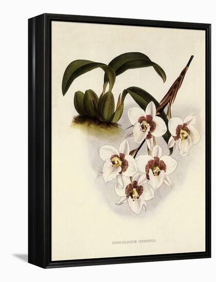 Odontoglossum Cervantesii-John Nugent Fitch-Framed Premier Image Canvas