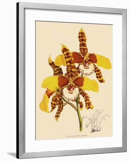 Odontoglossum Grande-John Nugent Fitch-Framed Giclee Print