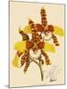Odontoglossum Grande-John Nugent Fitch-Mounted Giclee Print