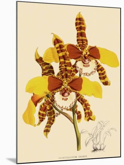 Odontoglossum Grande-John Nugent Fitch-Mounted Giclee Print