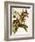 Odontoglossum Luteopurpureum Var Magnificum-John Nugent Fitch-Framed Giclee Print