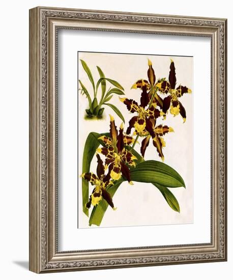 Odontoglossum Luteopurpureum Var Magnificum-John Nugent Fitch-Framed Giclee Print