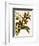 Odontoglossum Luteopurpureum Var Magnificum-John Nugent Fitch-Framed Giclee Print
