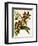 Odontoglossum Luteopurpureum Var Magnificum-John Nugent Fitch-Framed Giclee Print