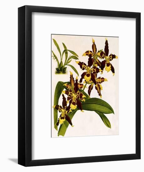 Odontoglossum Luteopurpureum Var Magnificum-John Nugent Fitch-Framed Giclee Print