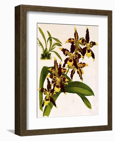 Odontoglossum Luteopurpureum Var Magnificum-John Nugent Fitch-Framed Giclee Print