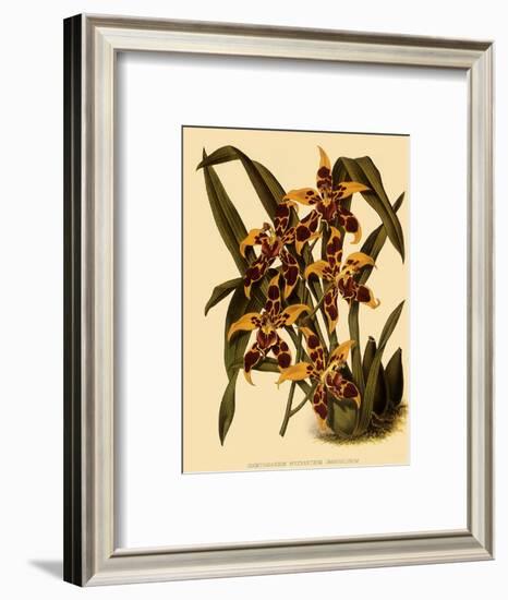 Odontoglossum Polyxanthum Var. Grandiflorum-John Nugent Fitch-Framed Giclee Print