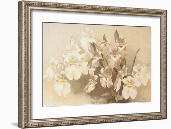 Odontoglossum Vexillarium-null-Framed Art Print