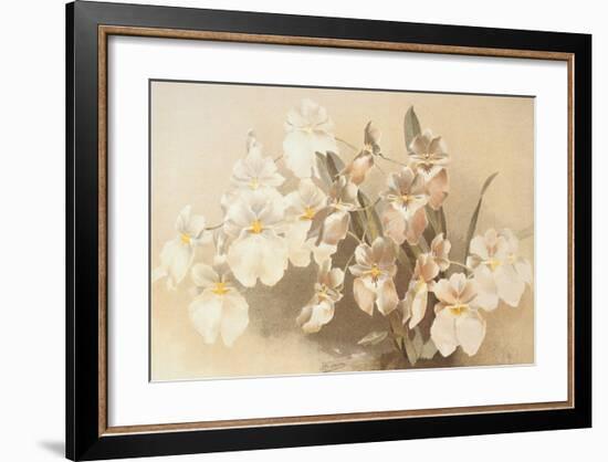 Odontoglossum Vexillarium-null-Framed Art Print