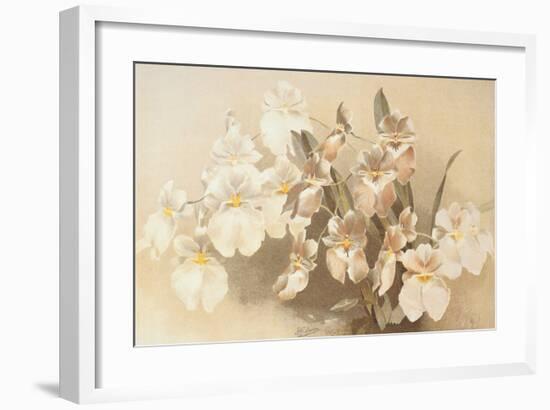 Odontoglossum Vexillarium-null-Framed Art Print