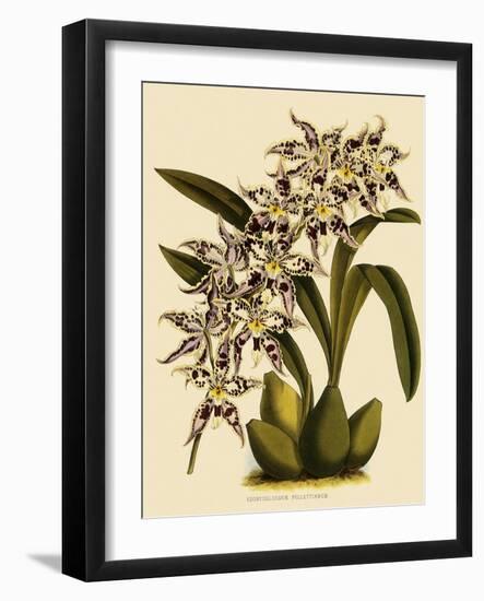 Odontoglossum X Polletianum-John Nugent Fitch-Framed Giclee Print