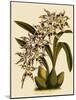 Odontoglossum X Polletianum-John Nugent Fitch-Mounted Giclee Print