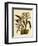 Odontoglossum X Polletianum-John Nugent Fitch-Framed Giclee Print