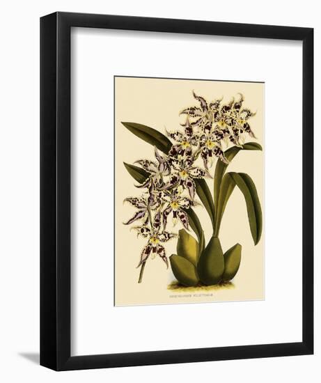 Odontoglossum X Polletianum-John Nugent Fitch-Framed Giclee Print