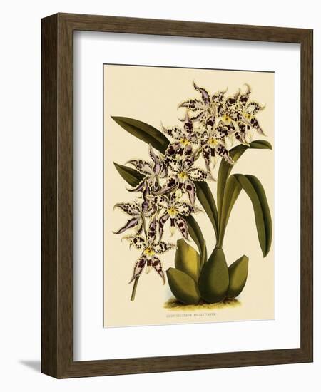 Odontoglossum X Polletianum-John Nugent Fitch-Framed Giclee Print