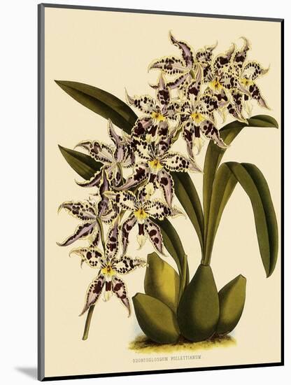 Odontoglossum X Polletianum-John Nugent Fitch-Mounted Giclee Print