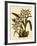 Odontoglossum X Polletianum-John Nugent Fitch-Framed Giclee Print