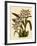 Odontoglossum X Polletianum-John Nugent Fitch-Framed Giclee Print