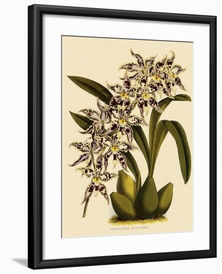 Odontoglossum X Polletianum-John Nugent Fitch-Framed Giclee Print