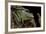 Odorrana Hosii (Poisonous Rock Frog)-Paul Starosta-Framed Photographic Print