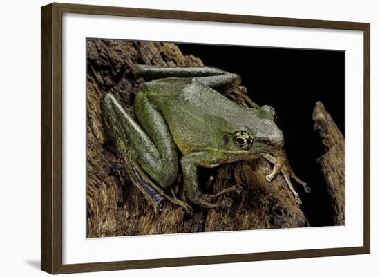 Odorrana Hosii (Poisonous Rock Frog)-Paul Starosta-Framed Photographic Print