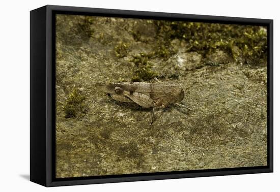 Oedipoda Caerulescens (Blue-Winged Grasshopper)-Paul Starosta-Framed Premier Image Canvas