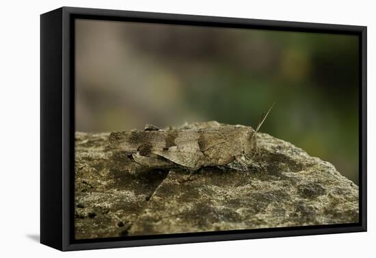 Oedipoda Caerulescens (Blue-Winged Grasshopper)-Paul Starosta-Framed Premier Image Canvas
