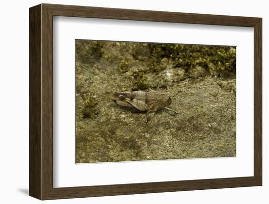 Oedipoda Caerulescens (Blue-Winged Grasshopper)-Paul Starosta-Framed Photographic Print