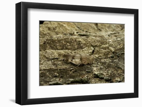 Oedipoda Caerulescens (Blue-Winged Grasshopper)-Paul Starosta-Framed Photographic Print