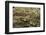 Oedipoda Caerulescens (Blue-Winged Grasshopper)-Paul Starosta-Framed Photographic Print