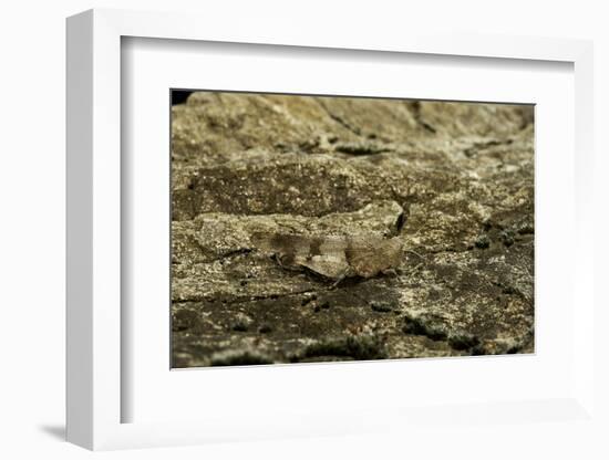 Oedipoda Caerulescens (Blue-Winged Grasshopper)-Paul Starosta-Framed Photographic Print