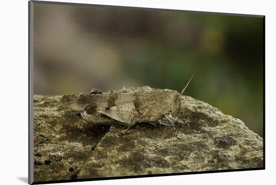 Oedipoda Caerulescens (Blue-Winged Grasshopper)-Paul Starosta-Mounted Photographic Print