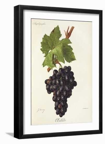 Oeillade Grape-J. Troncy-Framed Giclee Print