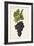 Oeillade Grape-J. Troncy-Framed Giclee Print