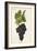 Oeillade Grape-J. Troncy-Framed Giclee Print