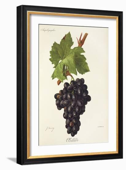 Oeillade Grape-J. Troncy-Framed Giclee Print