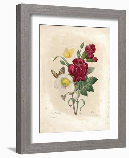 Oeillet-Pierre-Joseph Redouté-Framed Giclee Print