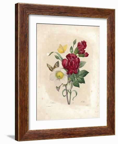 Oeillet-Pierre-Joseph Redouté-Framed Giclee Print