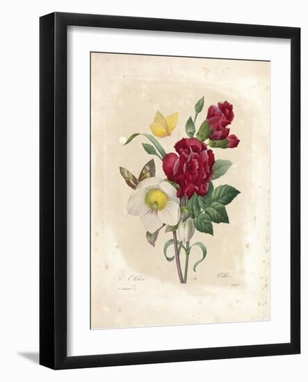 Oeillet-Pierre-Joseph Redouté-Framed Giclee Print