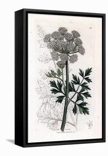 Oenanthe Safranee - Hemlock Water Dropwort, Oenanthe Crocata. Handcoloured Copperplate Engraving Fr-James Sowerby-Framed Premier Image Canvas